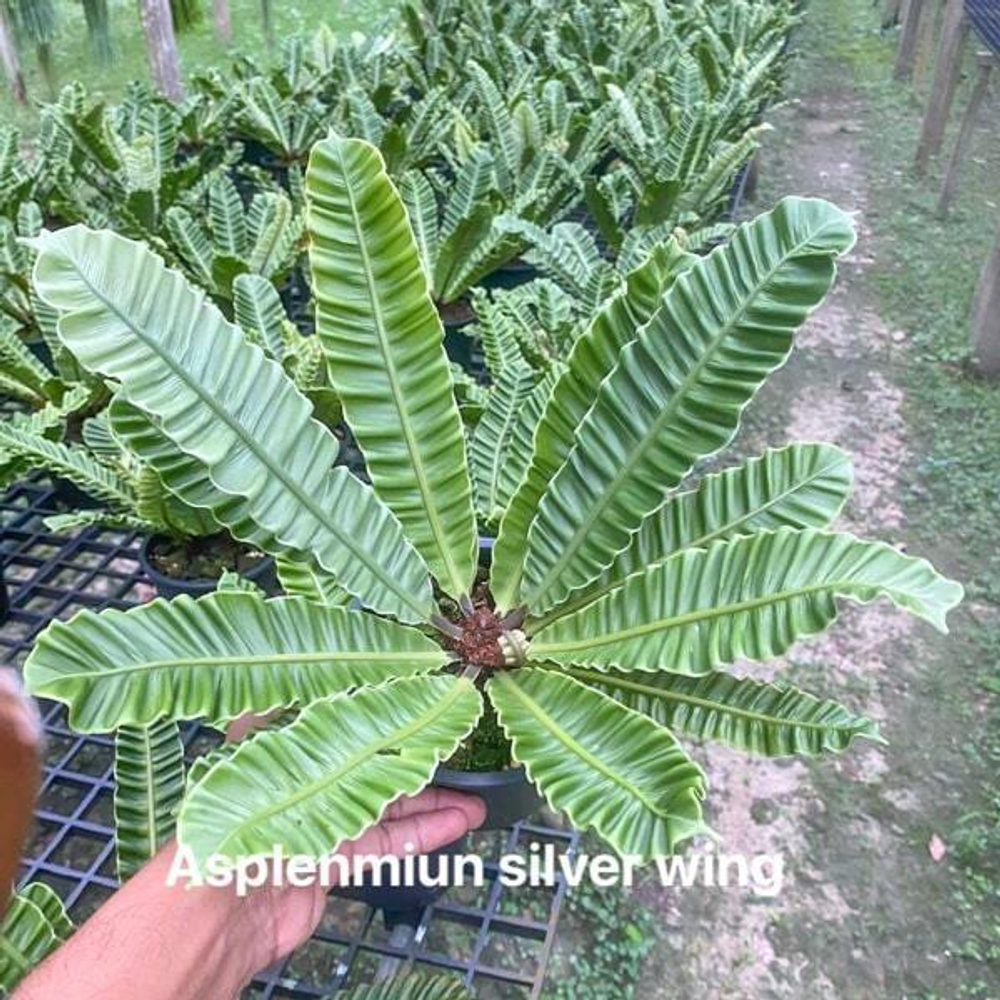 Асплениум A.SILVER WING