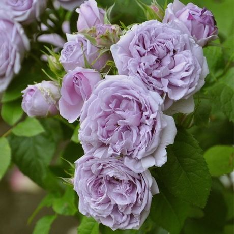 Ле Сайл Блу (Le Ciel Bleu)