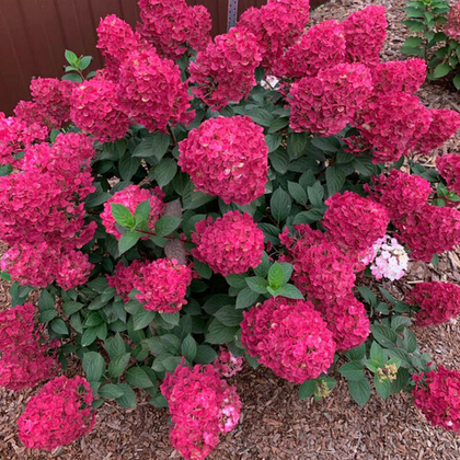 Гортензия Самарская Лидия метельчатая