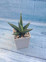 Sansevieria Jewel Crown (Сансевиерия)