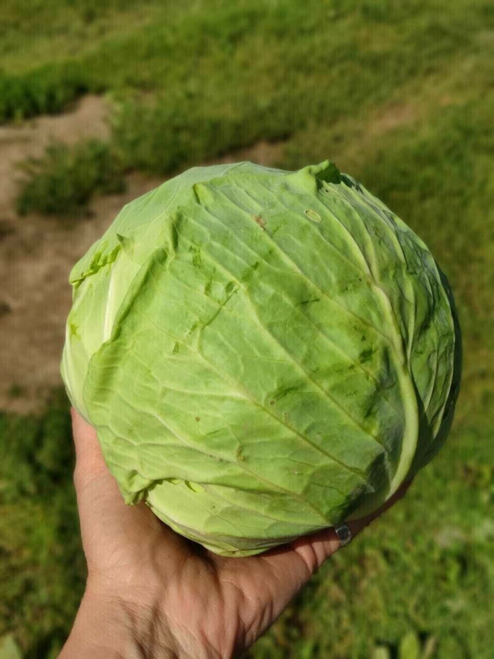 Капуста белокочанная в нарезке