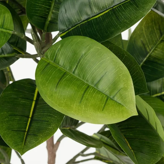 Фикус Эластика высота 160 см