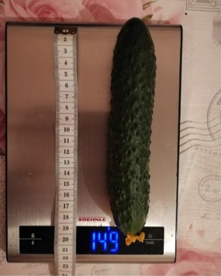 Гефест F1 семена огурца партенокарпического (De Ruiter Seeds / Де Ройтер Сидс) – фото 4