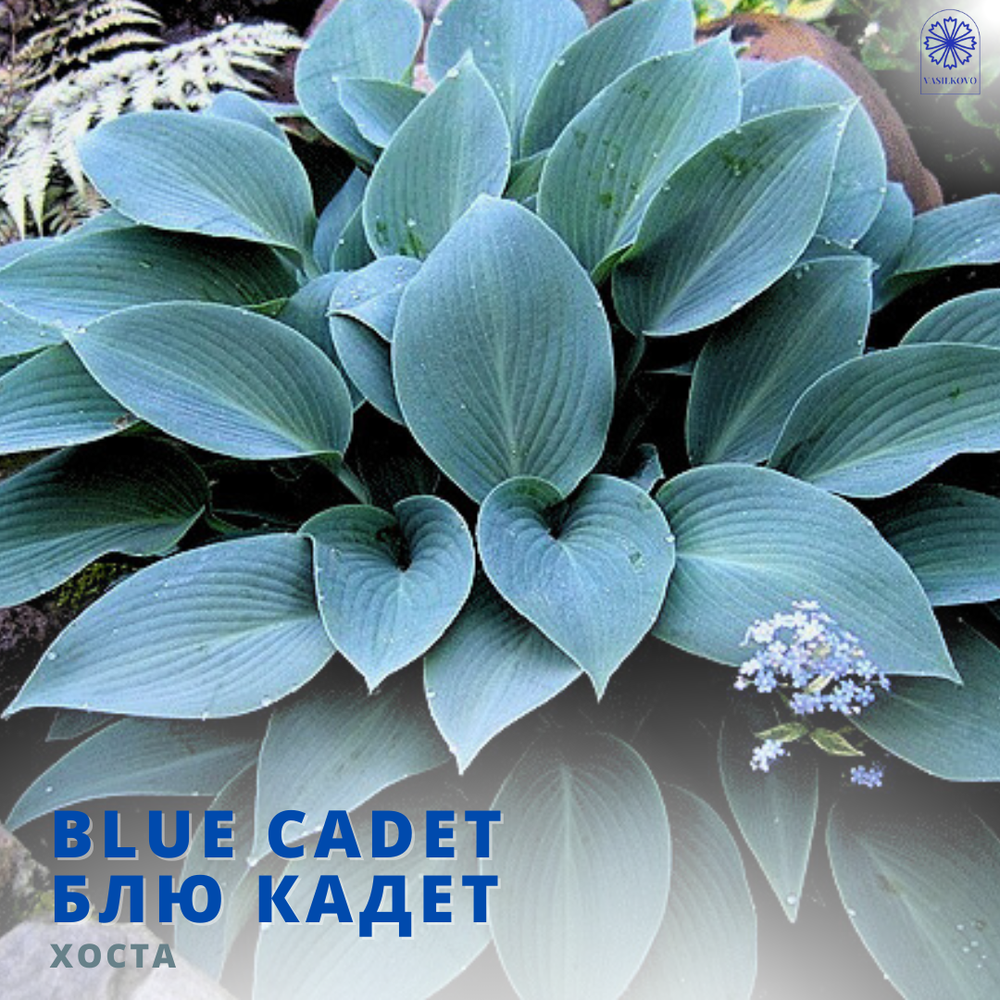 Хоста Блю Кадет