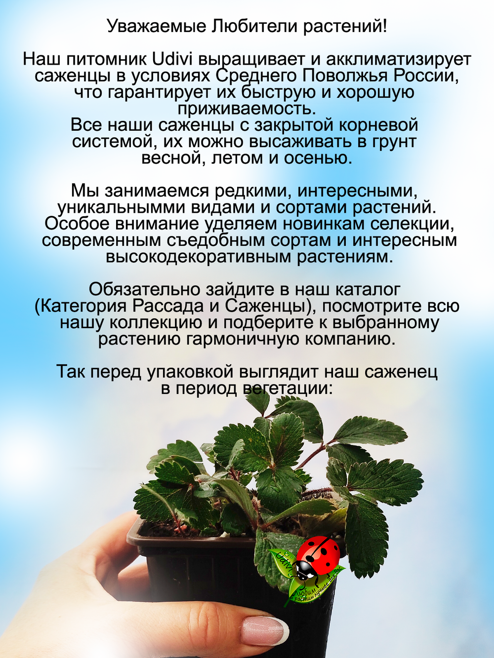 Земляника Липстик розовая многолетняя