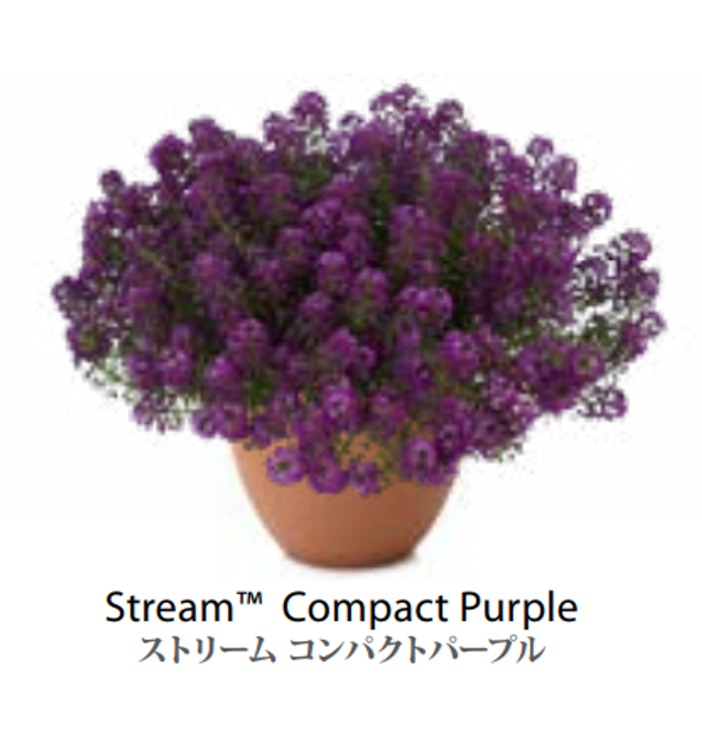 ЕВРО Лобулярия (Алиссум) Stream Compact Purple укорененный ЕВРО черенок НАЧАЛО ЯНВАРЯ поставка 5