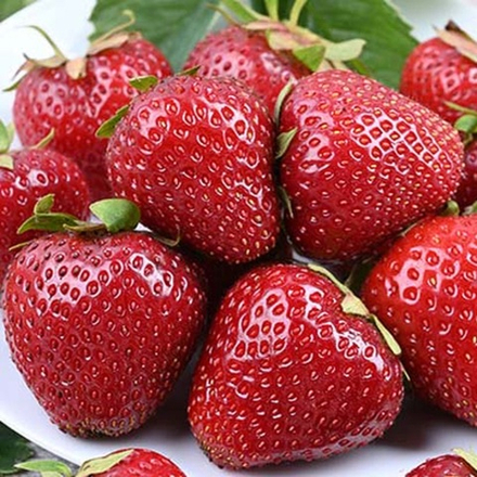 Земляника садовая ранняя Априка