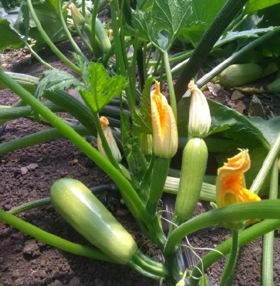 Балхаш F1 семена кабачка (Sakata / Саката) – фото 2