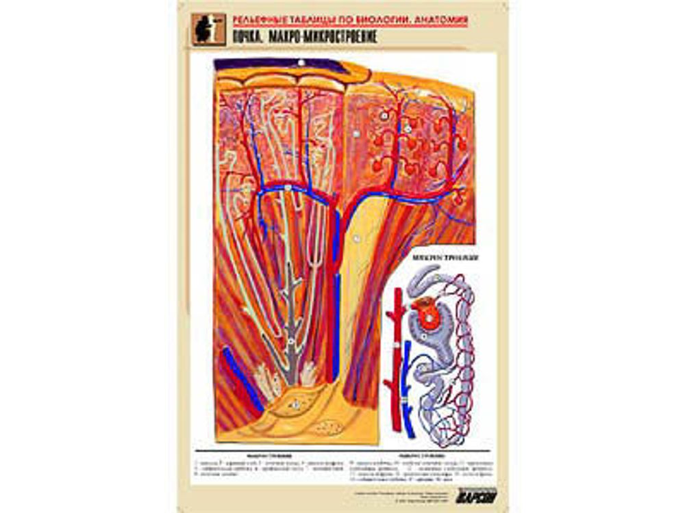 Рельефная таблица &amp;#34;Почка. Макро-микростроение&amp;#34; (формат А1, матовое ламинир.)