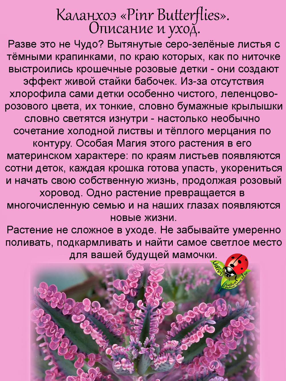 Каланхоэ Розовые бабочки