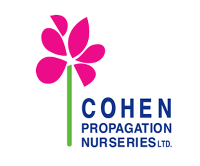 Kohen укорененные ЕВРО черенки начало декабря