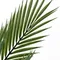 Ховея Пальмовая высота 178 см