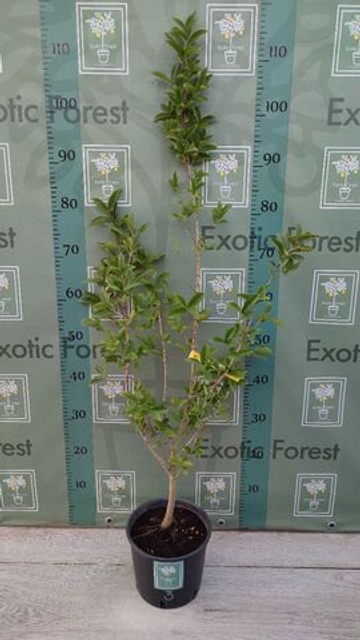 Eugenia Аggregata
