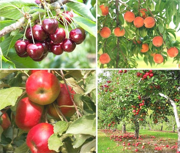 Плодовые деревья и кустарники, которые нельзя сажать в тени