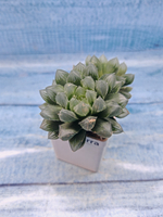 Haworthia Cooperi Pilifera (Хавортия)