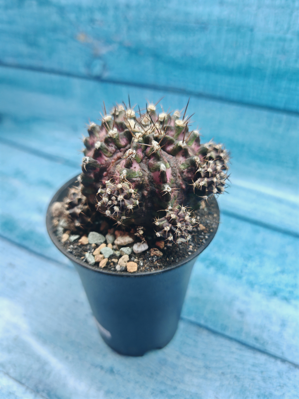 Gymnocalycium T-Rex Pink hybride (Гимнокалициум T-rex)