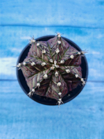 Gymnocalycium T-Rex Pink hybride (Гимнокалициум T-rex)