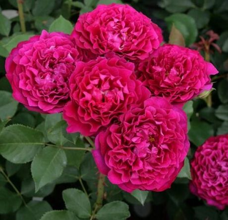 Вельвети Твайлайт (Velvety Twilight)