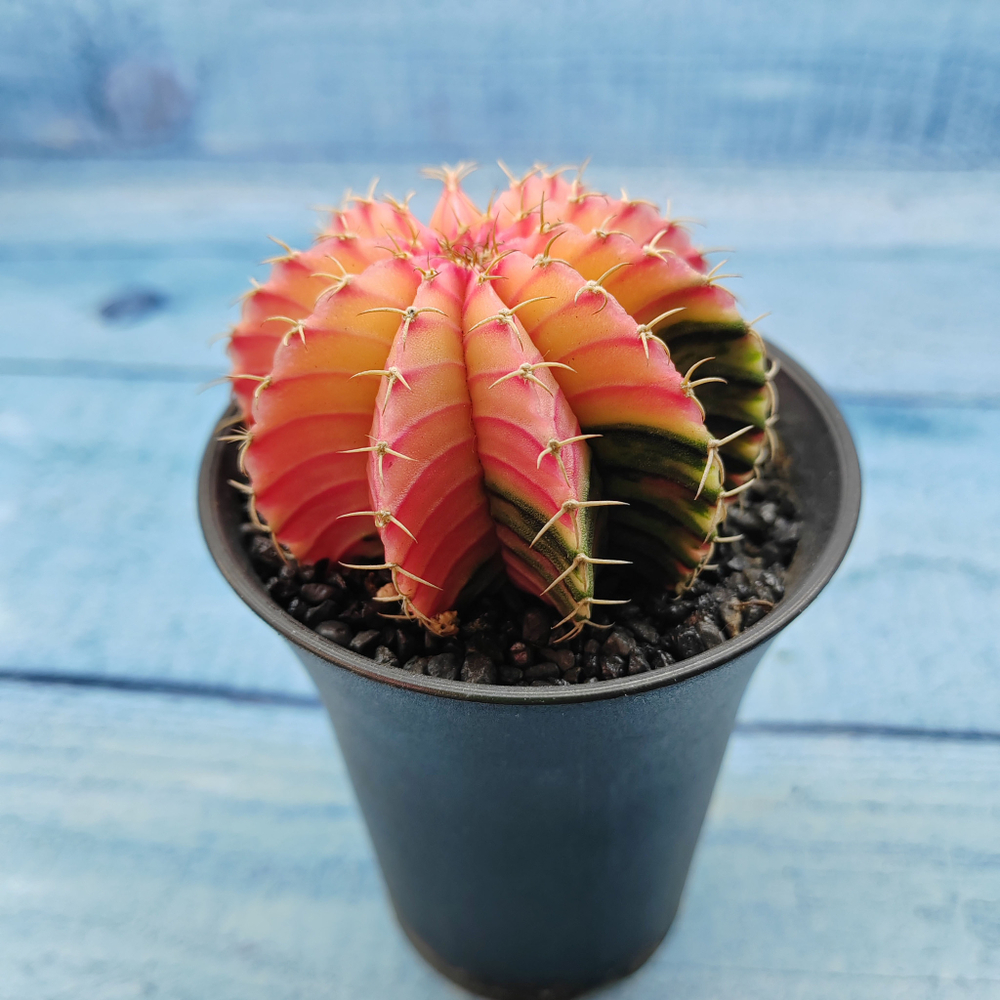 Gymnocalycium Variegata (Гимнокалициум Вариегатный)