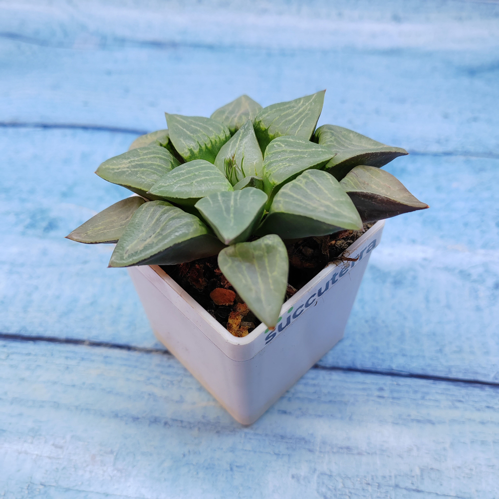 Haworthia Comptoniana Hybride hybrid (Хавортия)