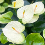 Антуриум Андре VANILLA