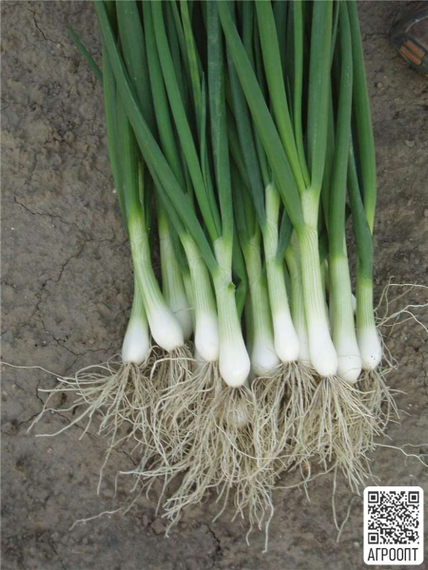 Перформер семена лука на перо (Bejo / Бейо) – фото 2