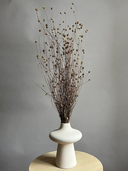 Сухоцвет ветки