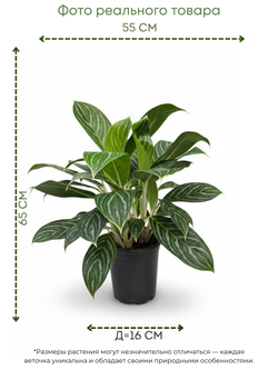 Диффенбахия white snow princess д.16