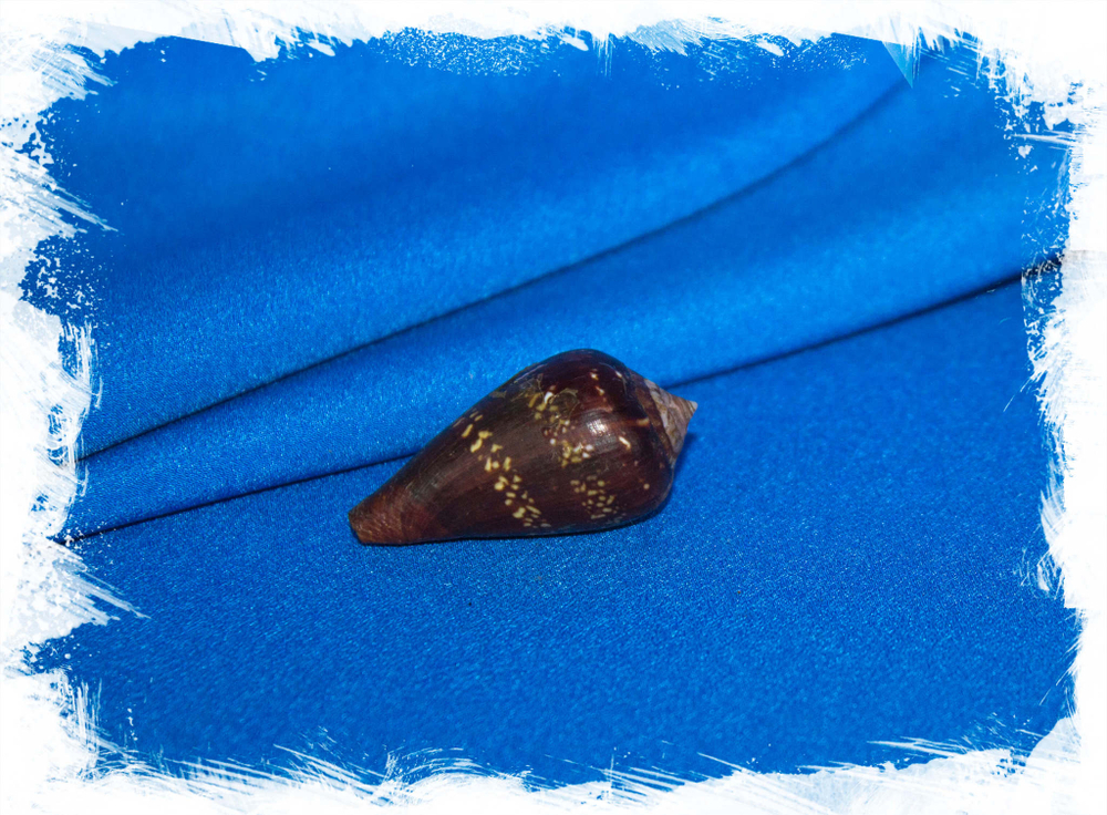 Ракушка Conus guinaicus