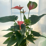 Антуриум Андрэ MELITO