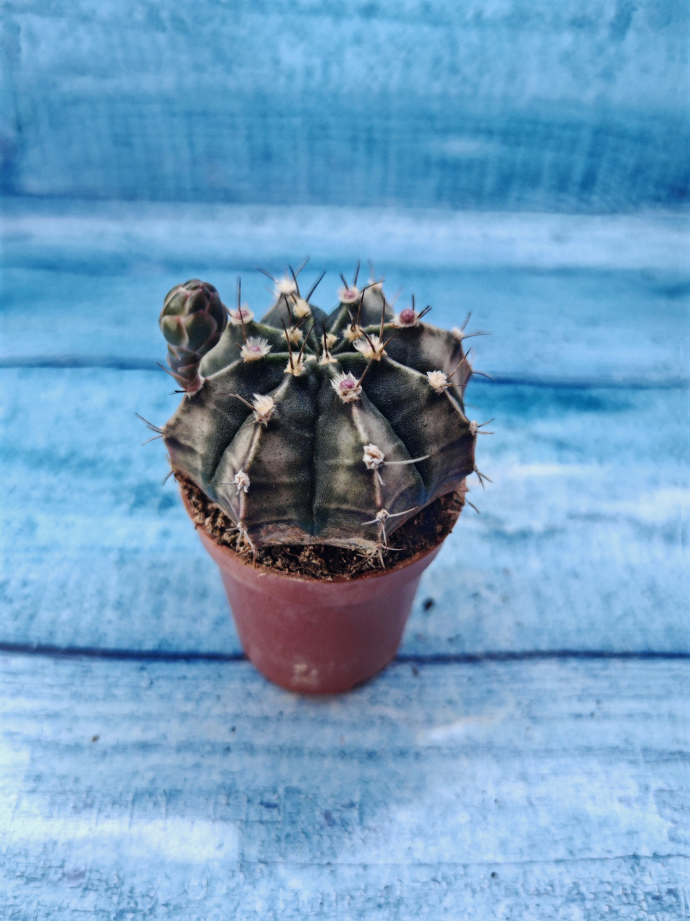 Gymnocalycium Friedrichii (Гимнокалициум)