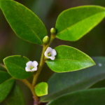 Хурма самшитолистная – Diospyros buxifolia