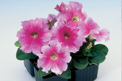 Петуния грандифлора Танго Роуз Вейнед (1000др) Витагрин Профи