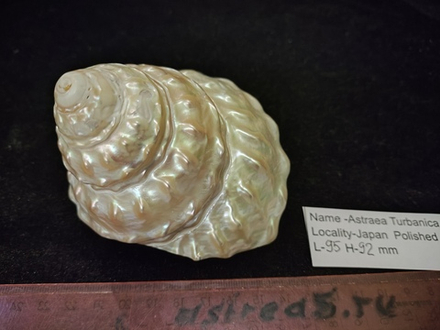 Астрея Турбаника