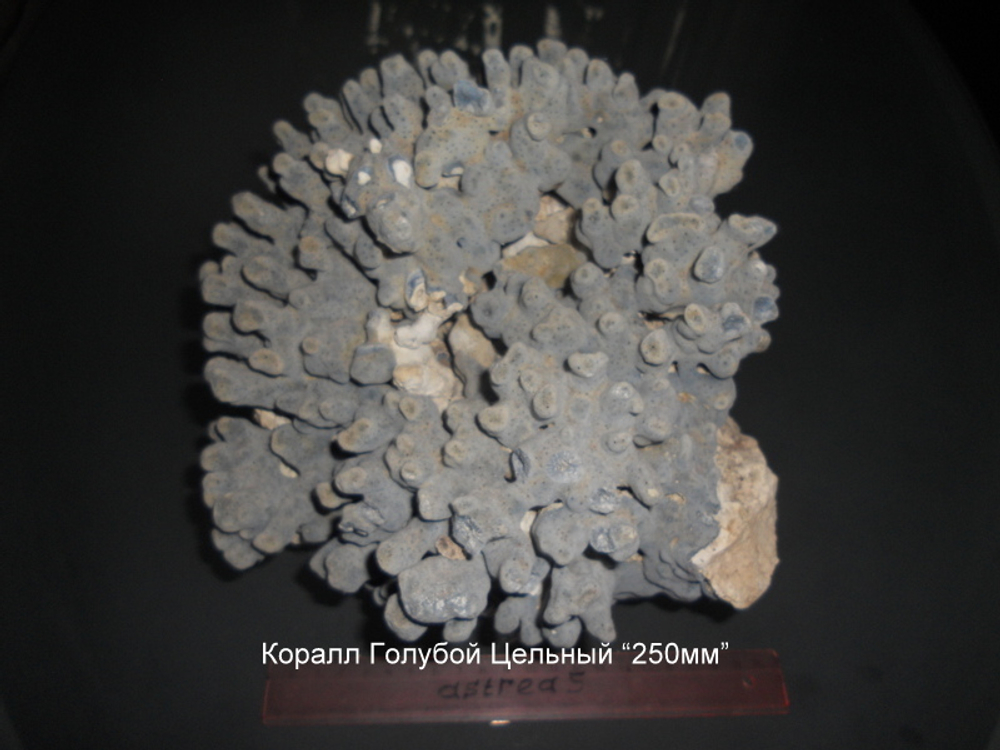 Коралл Голубой 180-270мм