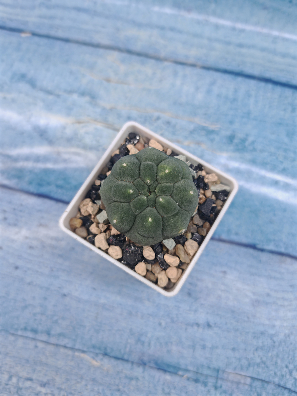 Matucana Madisoniorum (Матукана)