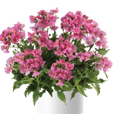 2636 Немезия NESIA SPRING BLUSH (ВЕСНА 2025)