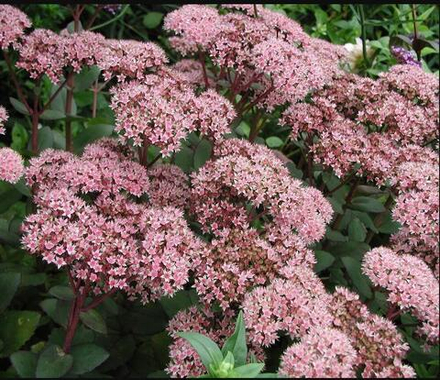 Седум гибридный  "Matrona". Sedum telephium "Matrona".