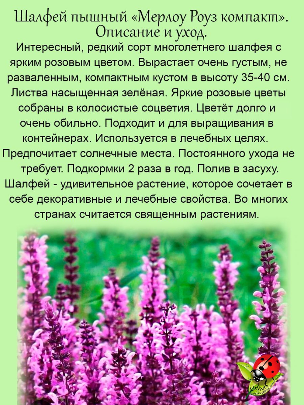 Шалфей розовый Мерлоу Роуз Салвия многолетник