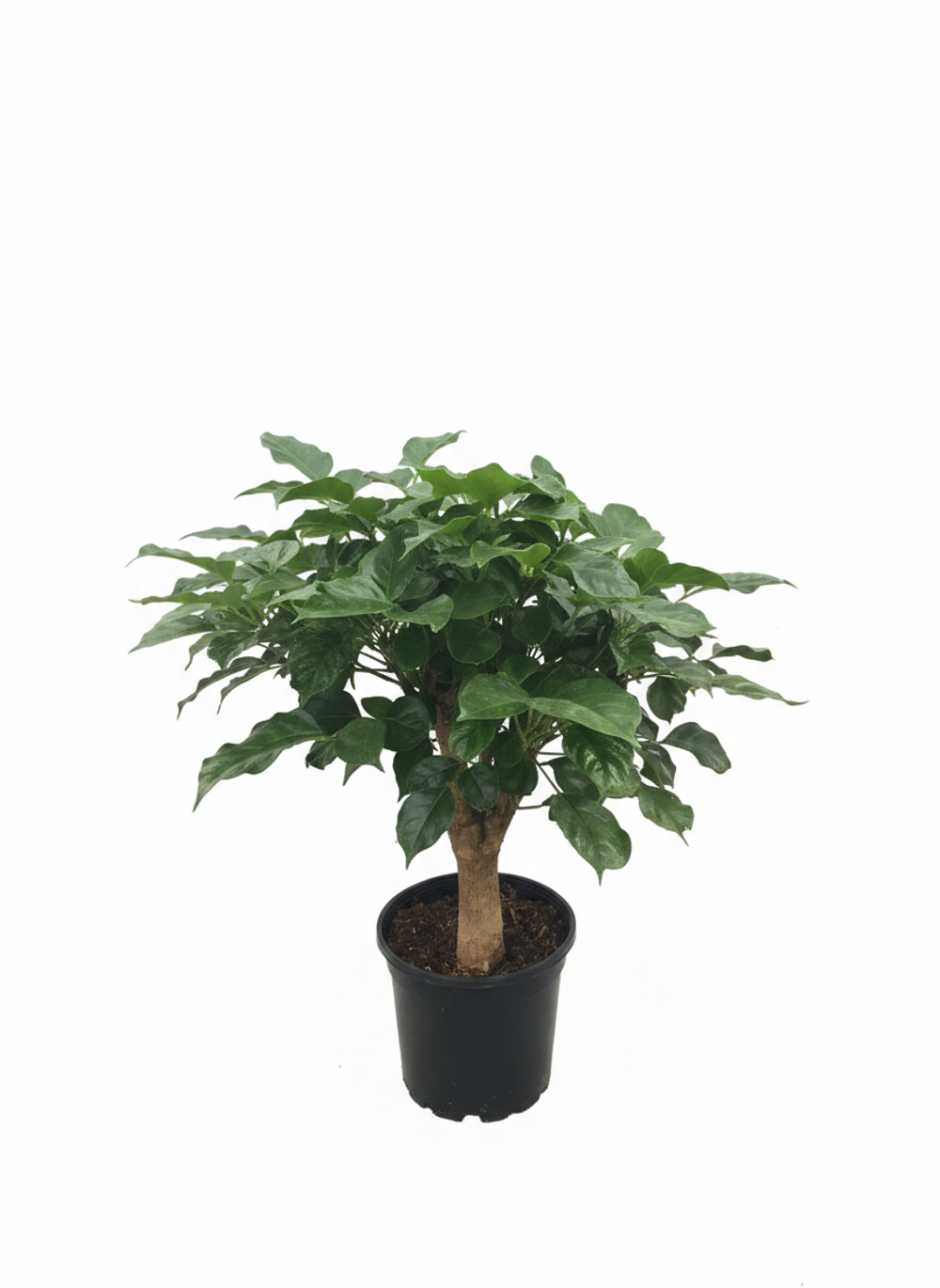 Радермахера Green Treasure д.12