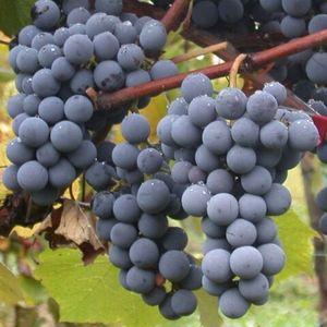 Пинотаж (Pinotage) - красный сорт винограда