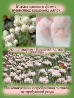 Антенария Кошачья лапка белая многолетник