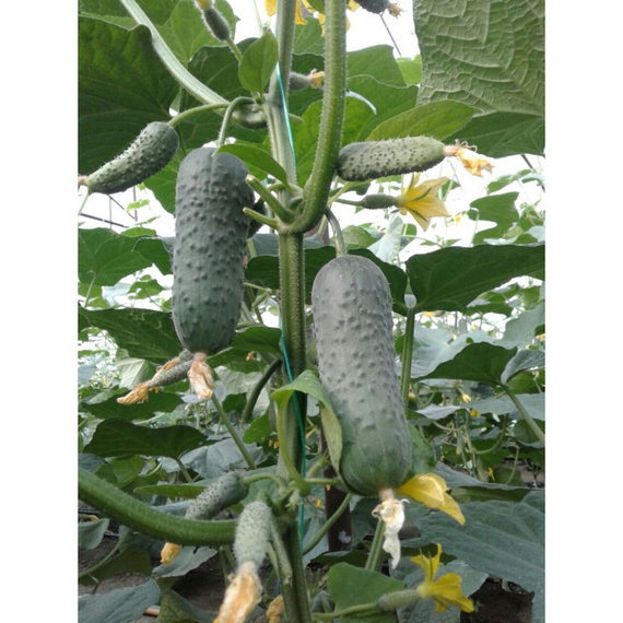 Киборг F1 семена огурца партенокарпического (Гавриш) – фото 3