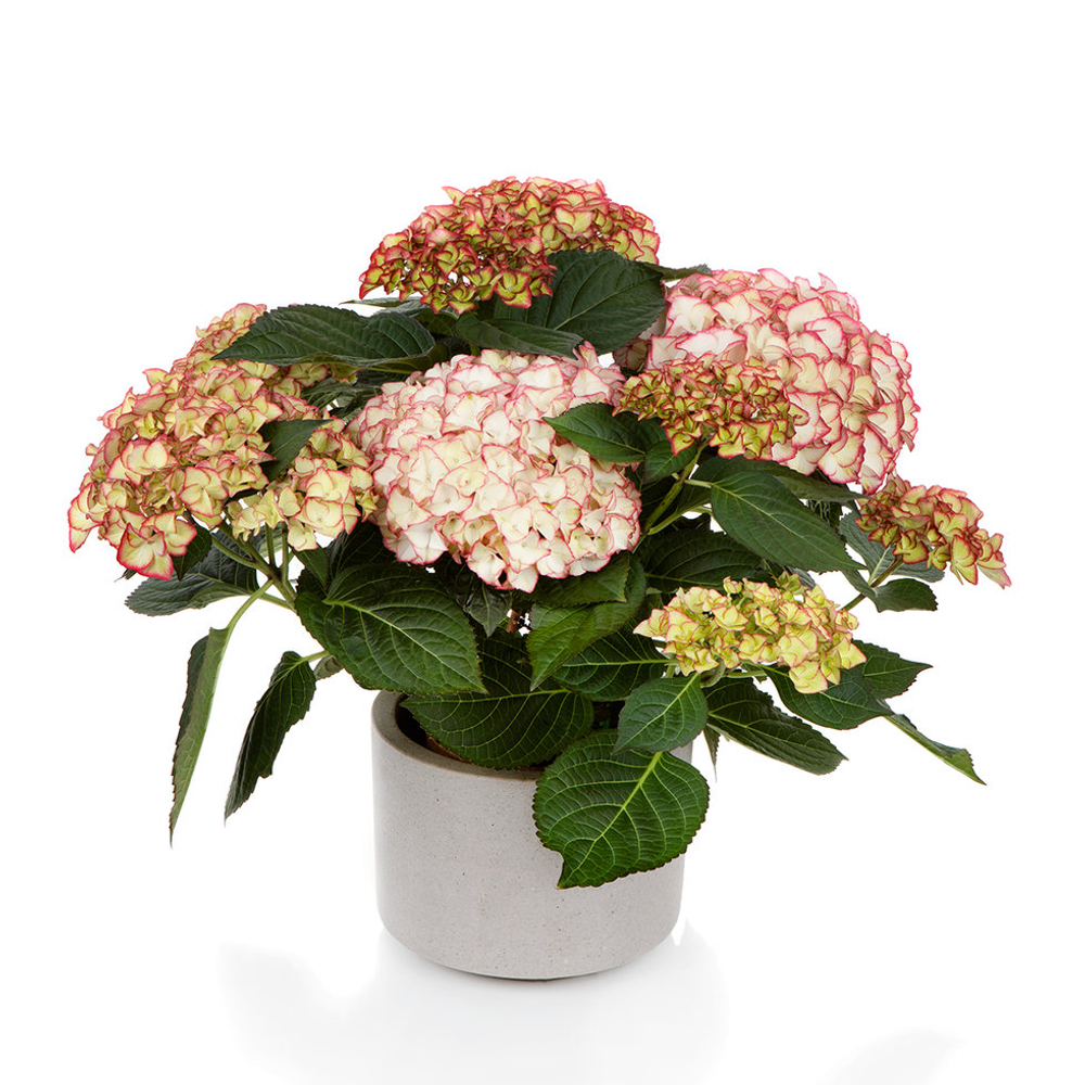 Hi Moon (Хай Мун) P12 Европа 2026