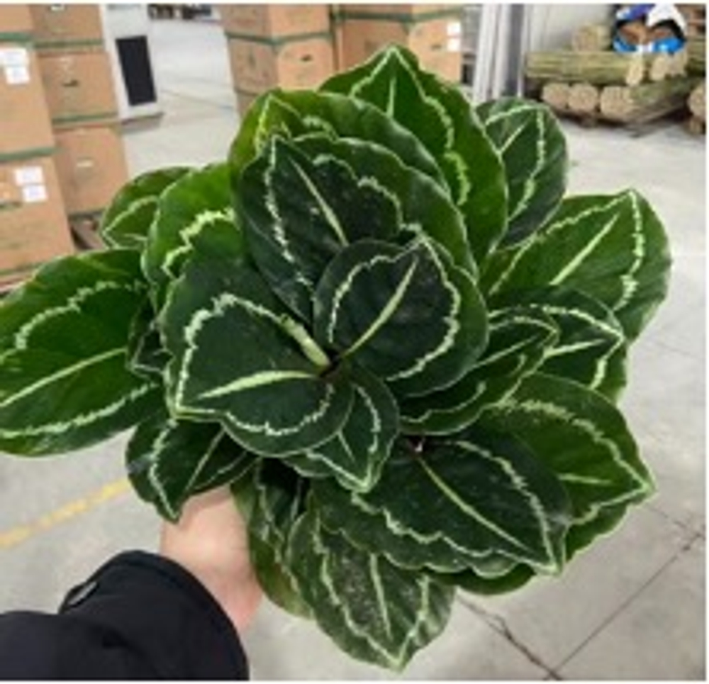 Калатея Jungle Rose д.14