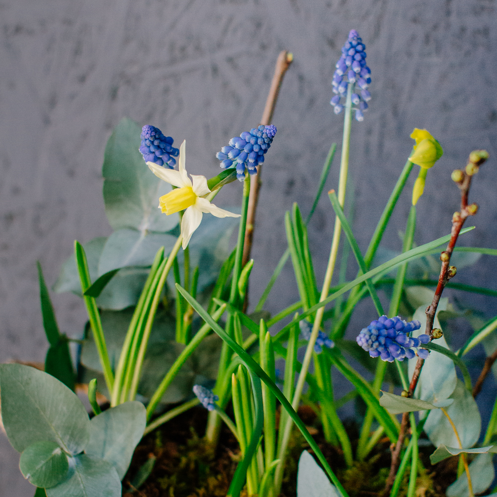 131. Весенняя романтичная композиция с луковичными мускари и нарциссами