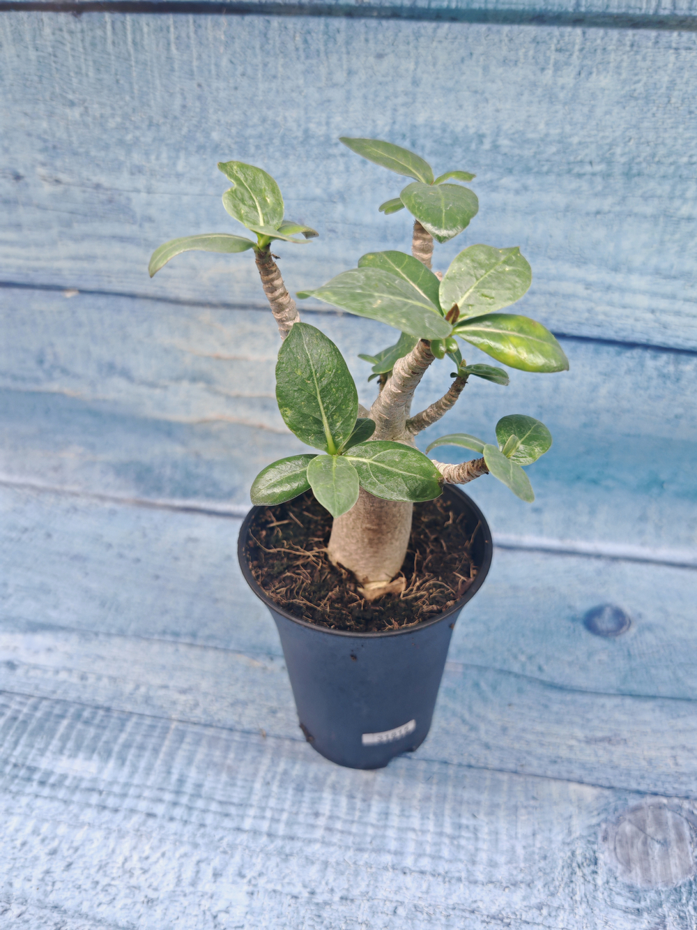 Adenium Baobab (Адениум)