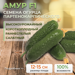 АМУР F1 семена огурца (Bejo | Alexagro)