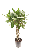 Фикус Андрей (коса)