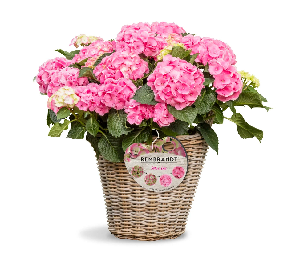 Dolce Chic (Стандарт поставки ЗКС Р9 или 0,2л)2026г